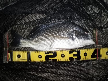 ベイトはイナっ子