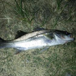 何とか1匹釣れました