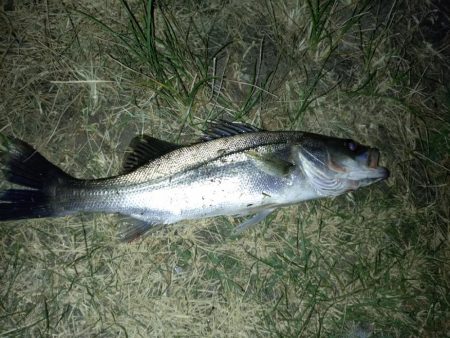 何とか1匹釣れました