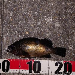 梅雨メバル調査3