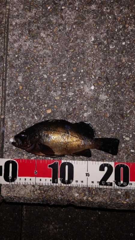 梅雨メバル調査3