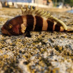 アオハタラッシュ