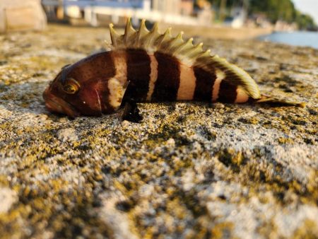 アオハタラッシュ