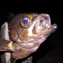 梅雨メバル調査4