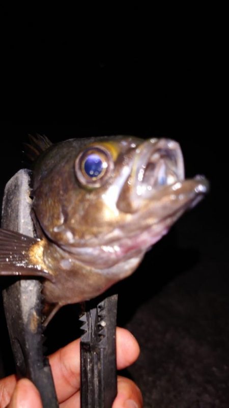 梅雨メバル調査4