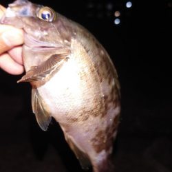 梅雨明けメバル調査