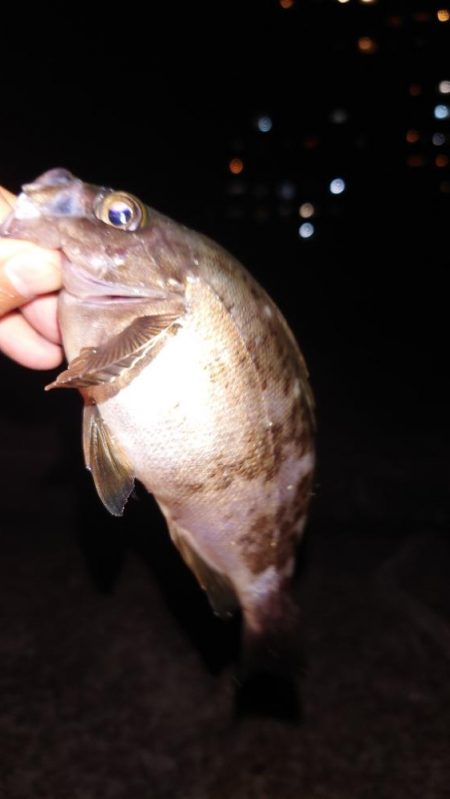梅雨明けメバル調査