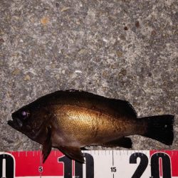 梅雨明けメバル調査2