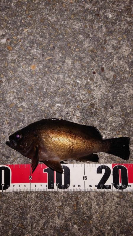 梅雨明けメバル調査2