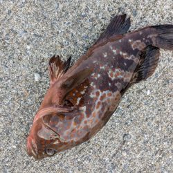 お寝坊フィッシング