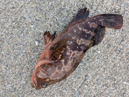 お寝坊フィッシング