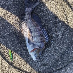 久々のトップチニング