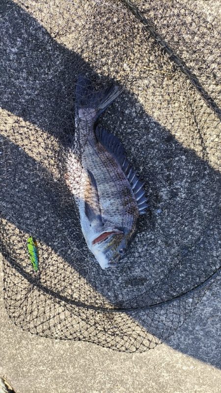 久々のトップチニング