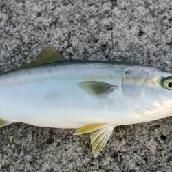 ヤズちゃんとアジ