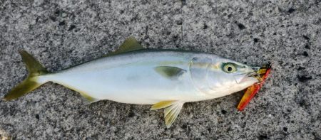 ヤズちゃんとアジ