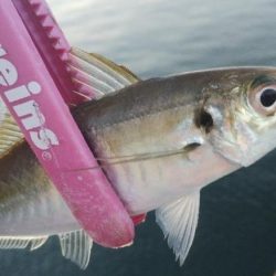 ジグサビキで3目