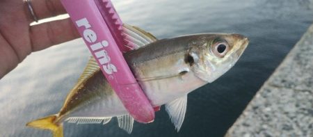 ジグサビキで3目