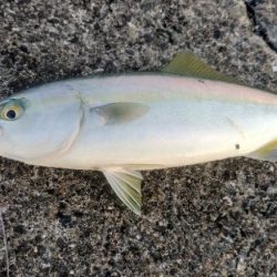 ライトショアジギング