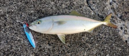 ライトショアジギング