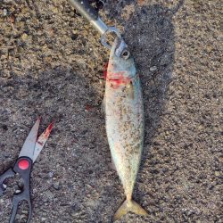 毎度アカン日に、、、