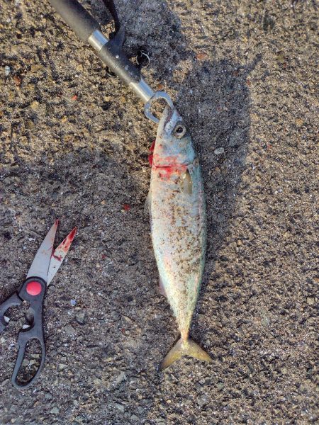 毎度アカン日に、、、