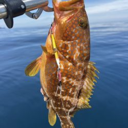 ロックフィッシュ