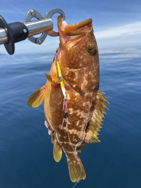 ロックフィッシュ