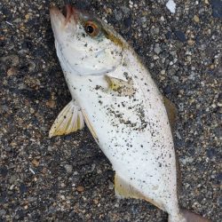 久しぶりの釣行