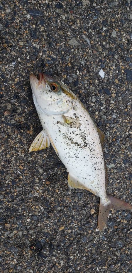 久しぶりの釣行