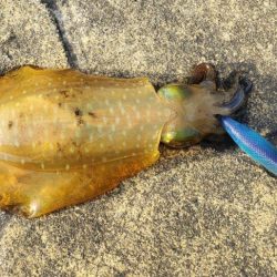 アオリイカ釣れた