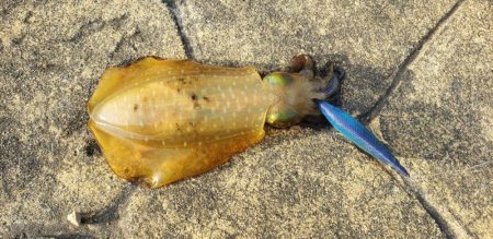 アオリイカ釣れた