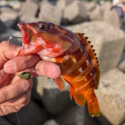 陸っぱり釣行記