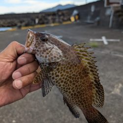 陸っぱり釣行記