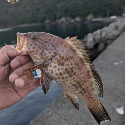 陸っぱり釣行記