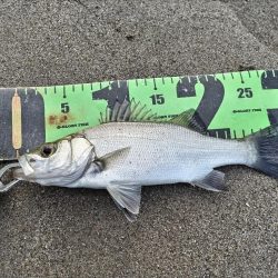 ヒラメ、マゴチ、シーバス釣れました!