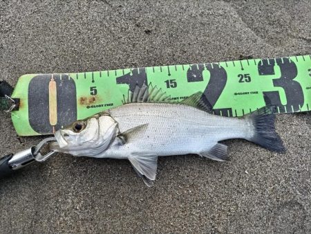 ヒラメ、マゴチ、シーバス釣れました!