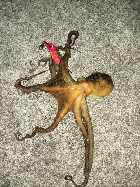 オクトパッシング③