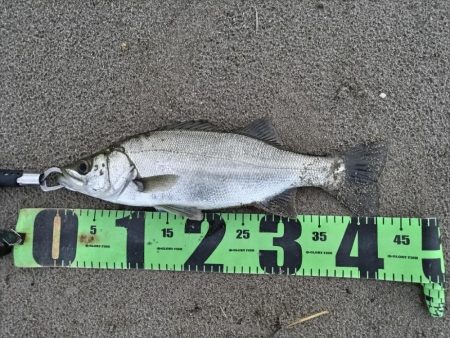 短時間釣行でヒラフッコ！