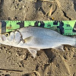 ヒラフッコとソゲとマゴチ釣れました。