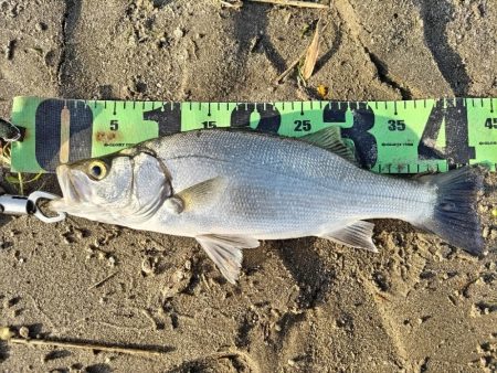 ヒラフッコとソゲとマゴチ釣れました。