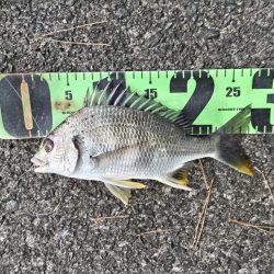 キビレ釣れました。