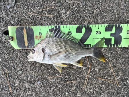 キビレ釣れました。