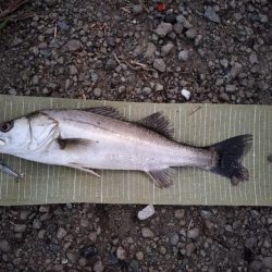 朝イチボイル撃ち