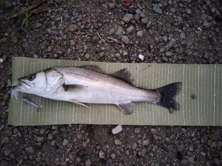 朝イチボイル撃ち