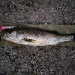 イナッコボイルシーバス