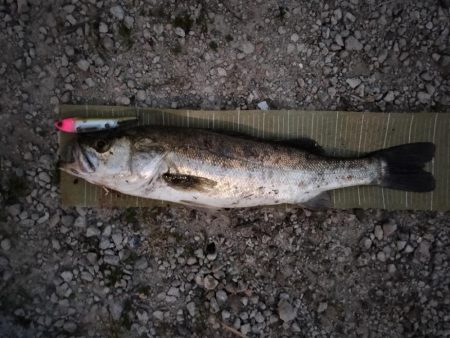 イナッコボイルシーバス