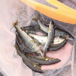 鮎友釣り