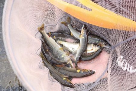 鮎友釣り