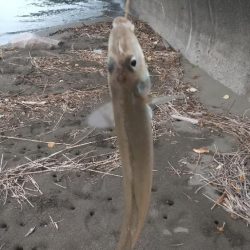 雷雨の前のキス釣り