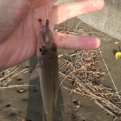 チャリコ湧いてる